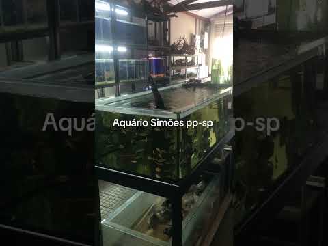 Aquário ♒️ Simões Presidente Prudente-sp