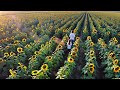The Sunflower Field Golden Hour Short Film Studio One Films
