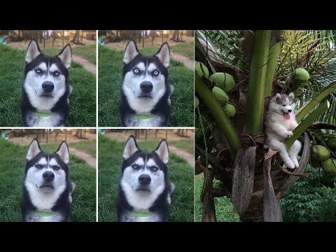 Hilarious Photos That Prove Huskies Are The Weirdest Dogs Ever