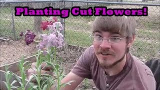 Planting Cut Flowers! Propagating Bulbs, Planting Seeds, and More!