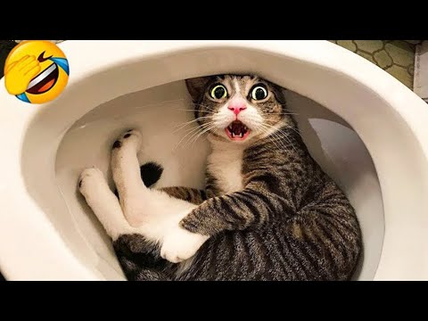 Funniest Animals 😄 Best Funny Dogs and Cats Compilation Part 345