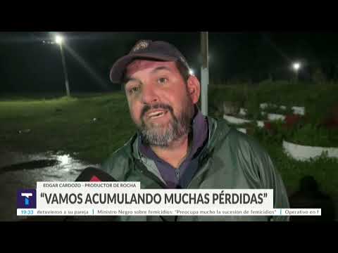 Inundaciones en campos del norte de Rocha, unos 500 animales fueron trasladados a predios.