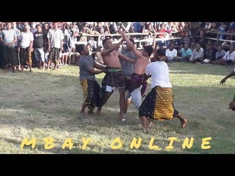 TINJU ADAT SAMPAI TANDUK-TANDUKAN || Yaris Roe vs Vier Goru (Nila) ||