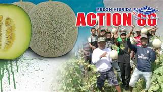 Download lagu BISI Sahabat Petani: Melon Action-88, Anti Viruse Pancen Josss !!! mp3 Download lagu BISI Sahabat Petani: Melon Action-88, Anti Viruse Pancen Josss !!! mp3