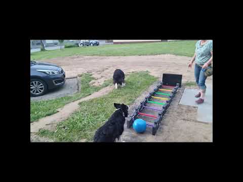 Arya rockt das Handicap#(Mini)golf Level 1#Olympische Spiele Treibball#Anja Jakob