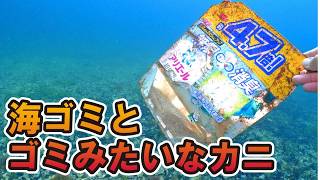 ゴミとゴミみたいなカニ拾ったらフグが産卵してた