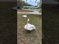 Two Swans Lake Eola Park Downtown Orlando Florida Swans Birds Shorts BirdShorts Orlando ️