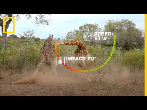 SALVAJE PELEA entre JIRAFAS. Sus GOLPES son MORTALES | National Geographic en Español