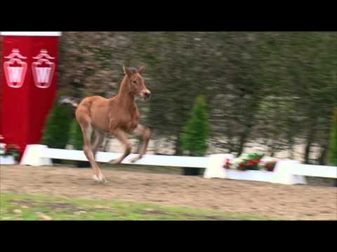 55 Lemon Tree  HF v. Like Angel - Quinta Real