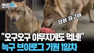 오월드 관계자님, 늑구 브이로그 당장 내놓으세요…전국민 늑구앓이에 브이로그 기원 1일차 [현장쏙] / 연합뉴스TV(YonhapnewsTV)