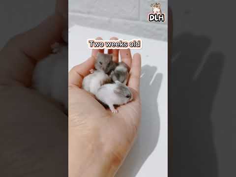 Weekly Growth Progress of a Dwarf Hamster #hamstershortvideo