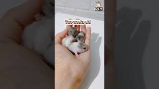 Download lagu Weekly Growth Progress of a Dwarf Hamster #hamstershortvideo mp3