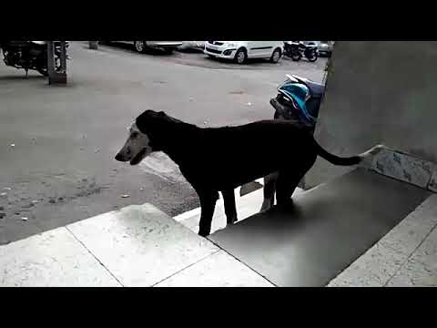 Cutest Indian Puppies dog🐕