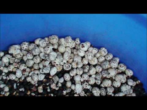 download lagu mp3 mp4 Pop Makhana, download lagu Pop Makhana gratis, unduh video klip Pop Makhana