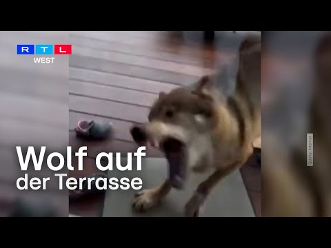 Plötzlich steht ein Wolf auf der Terrasse – Riesenschreck für Familie aus Mönchengladbach | RTL WEST