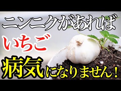 イチゴの間に何を植えるか