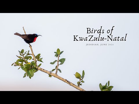 South Africa Part 1: Birds of KwaZulu-Natal