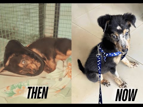 Miracle Puppy: Nicky's Astonishing Recovery from Blindness and Brain Injury