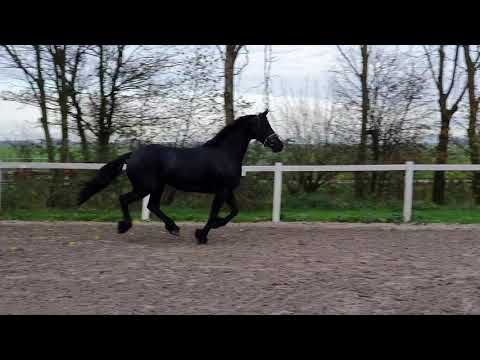 Stal Okkema's Tosca - Wolfert x Ludse - mare - infoal of Pier 448