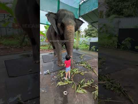 ഇങ്ങു വന്നേ ഞാനൊന്ന് കെട്ടിപിടിക്കട്ടെ | shimil | kaveri | #animals #elephant #kaveri #love