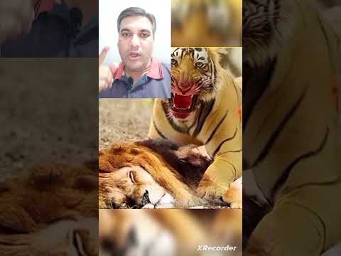 ScarFace Lion VS Gunga Tiger were the most dangerous animals in the world .which one Dangerous ?🐅🦁
