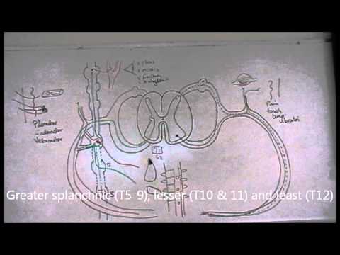Anatomie des sympathischen Nervensystems - Teil 2