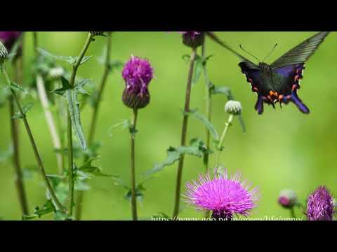 アザミにきた蝶　Thistle attract butterflies in my garden