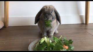 7 Reasons Why Rabbits Make Great Pets