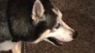 Tigger and &quot;the Violent Bear It Away&quot; by Moby. ❤️