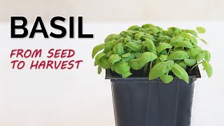 How To Grow Basil From Seed To Harvest | Complete Guide