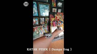 Download lagu KATAK 🐸 PESEK ( asal Papua ) yang imut imut kanyak kamu hee.... mp3 Download lagu KATAK 🐸 PESEK ( asal Papua ) yang imut imut kanyak kamu hee.... mp3