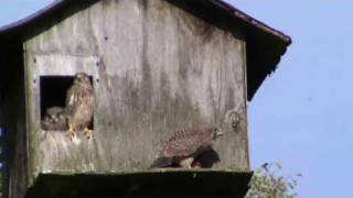 Kestrel Chicks