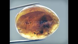 Druhohorní jantar z Myanmaru BJ-8