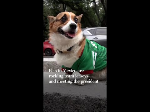 Pets in Mexico are rocking team jerseys and meeting the president