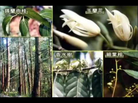 林業試驗所簡介 - 2009年中文