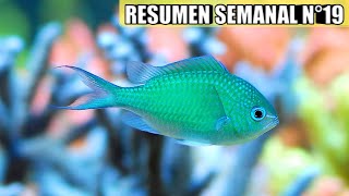 ✅ Resumen semanal Nº19 (Se vienen cosas MUY INTERESANTES)