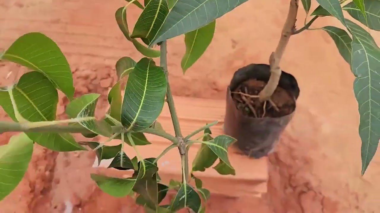 Milhões de Pessoas Não Sabiam Disso (NÃO PERCA NENHUMA ENXERTIA DE MANGA)