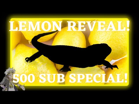 Lemon REVEALED! Thank you for 500 Subs! | Domadeus Gaming - Marvel Contest of Champions