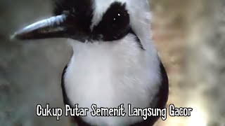 Download lagu CUKUP PUTAR SEMENIT POKSAY JAMBUL LANGSUNG IKUTAN ... mp3