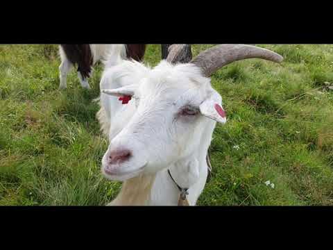 David Stefan MARDAN - The Lonely Shepherd (Father & Son)