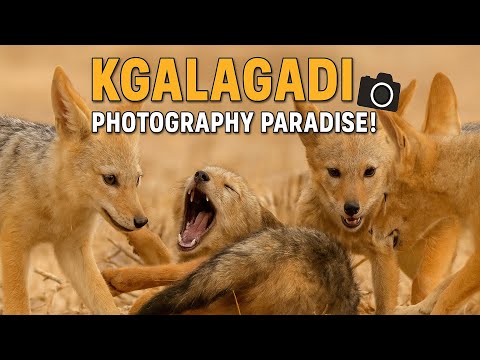 Kgalagadi 1 - Photography Paradise | Twee Rivieren | Kgalagadi Transfrontier Park in Summer