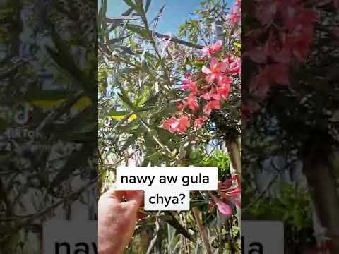 zanyari lasar gully ?