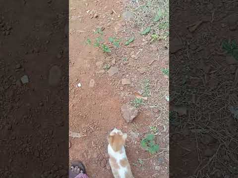 माझा जिवलग मित्र🐈. याच्या पेक्षा मोठं गिफ्ट काय असू शकतं?