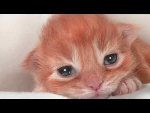 Eye Infection in Newborn Cats | Cat Care Tips