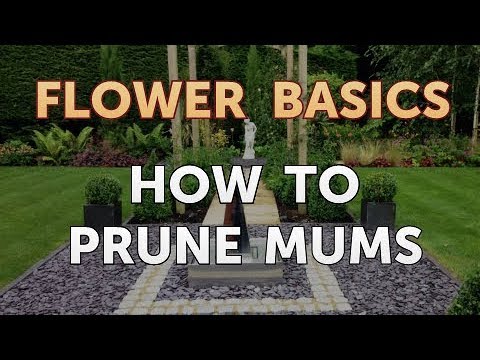 How to Get More Canna Lily Blooms