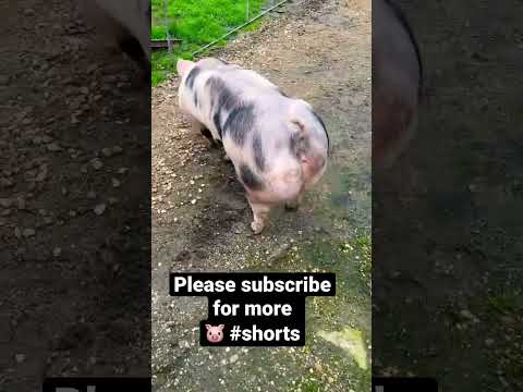 , title : '#shorts #youtubeshorts #fyp #2022 #pigs'