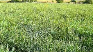 whispering green grass don estelle windsor davies Video