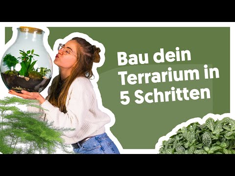 , title : 'In 5 Schritten deinen Flaschengarten bauen | Das Terrarium Boris | Plantsome Pflanzengeflüster'