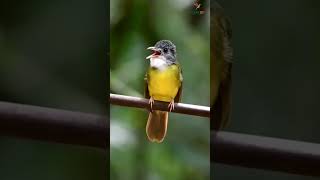 Download lagu Empuloh Irang (Iole viridis) #burung #burungkicaudialamliar #kicaumania mp3 Download lagu Empuloh Irang (Iole viridis) #burung #burungkicaudialamliar #kicaumania mp3