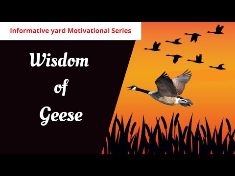 Wisdom Of The Geese - Best Motivational Video| Informative Yard